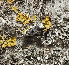 Ancylis laetana