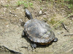 Trachemys scripta