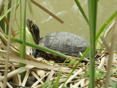 Trachemys scripta