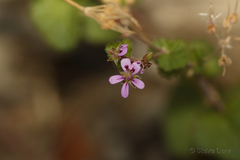 Pelargonium australe