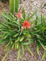 Hippeastrum striatum