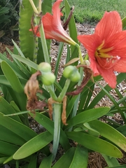 Hippeastrum striatum