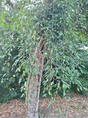 Ficus benjamina