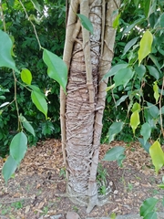 Ficus benjamina
