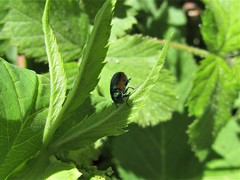 Smaragdina limbata