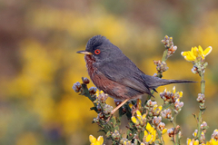 Dartford Warbler photo 2