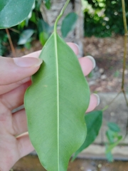 Ficus benjamina