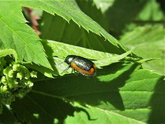 Smaragdina limbata
