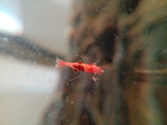 Halocaridina rubra
