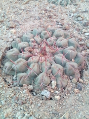 Thelocactus hexaedrophorus hexaedrophorus