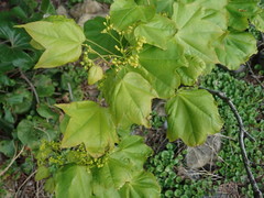 Acer pictum