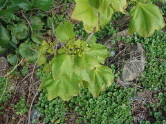 Acer pictum