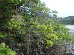Acer pictum