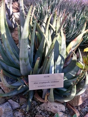 Aloe cryptopoda