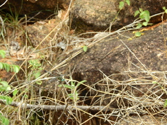 Paragomphus lineatus