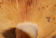 Russula neerimea