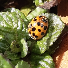 Harmonia axyridis