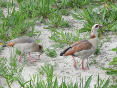 Alopochen aegyptiaca