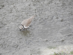 Charadrius dubius