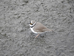 Charadrius dubius