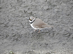 Charadrius dubius