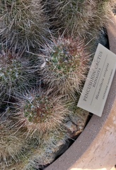 Mammillaria setispina