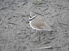 Charadrius dubius