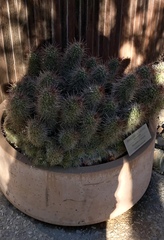 Mammillaria setispina