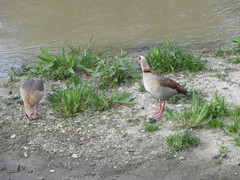 Alopochen aegyptiaca