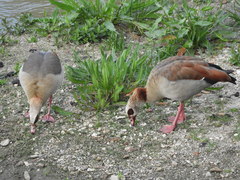 Alopochen aegyptiaca