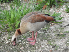 Alopochen aegyptiaca