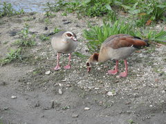 Alopochen aegyptiaca