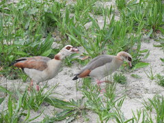 Alopochen aegyptiaca