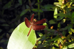 Neurothemis fluctuans