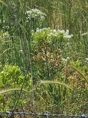 Asphodeline brevicaulis