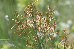 Asphodeline brevicaulis