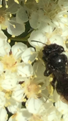 Andrena pilipes