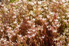 Sedum anglicum