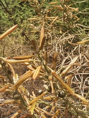 Asphodeline brevicaulis
