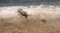 Dandamis tricostatus