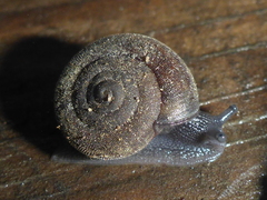 Vespericola armigera