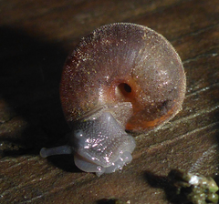 Vespericola armigera