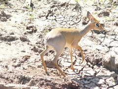 Madoqua hindei