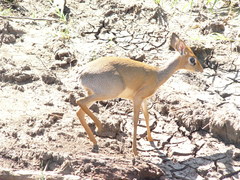 Madoqua hindei