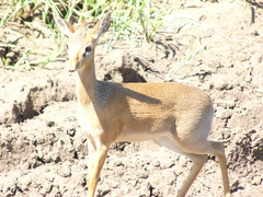 Madoqua hindei