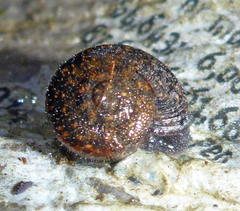 Helminthoglypta nickliniana