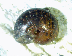 Helminthoglypta nickliniana