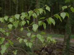 Betula pendula pendula