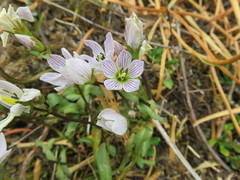 Gentianella patula