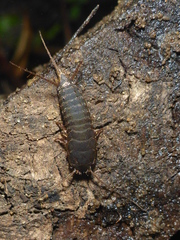 Allacrotelsa spinulata